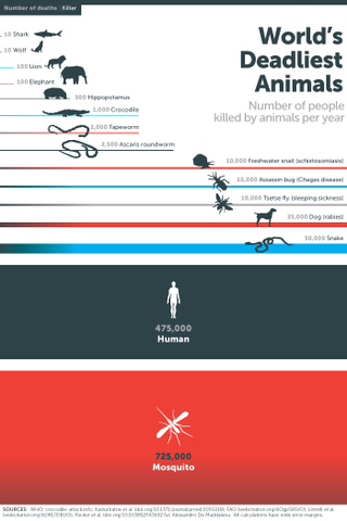 Illustration for article titled This bastard kills more humans than all the deadliest animals combined
